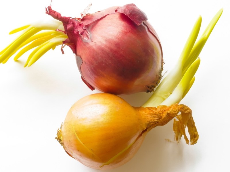 Keimende Zwiebeln auf weißem Hintergrund