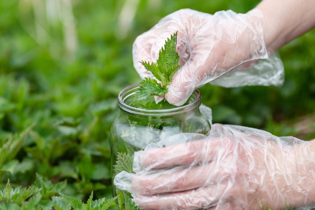 Wildkräuter sammeln: eine behandschuhte Hand pflückt Brennnesseln.