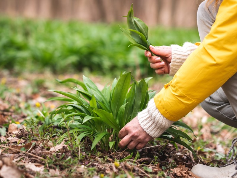 Wildkräuter sammeln: Eine Person zupft Bärlauchblätter aus einem Strauch.