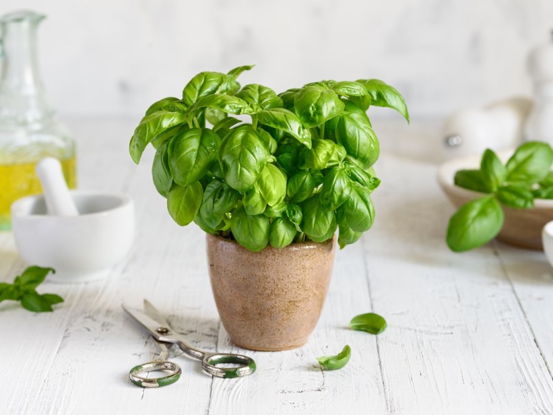 Ein Topf-Basilikum auf einem Tisch