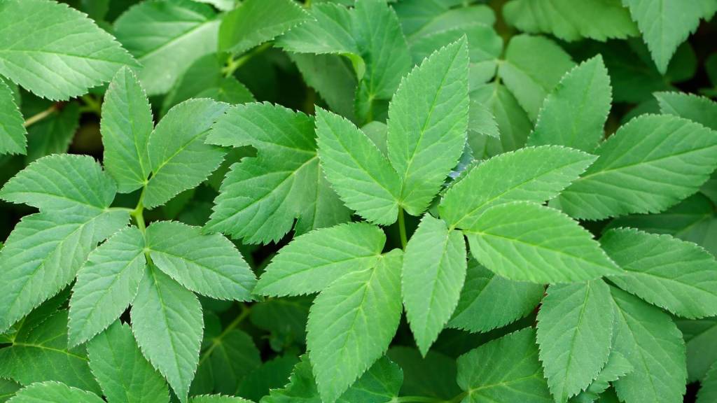 Essbare Wildpflanzen: Giersch