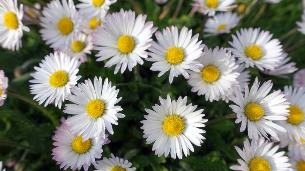 Essbare Wildpflanzen: Gänseblümchen