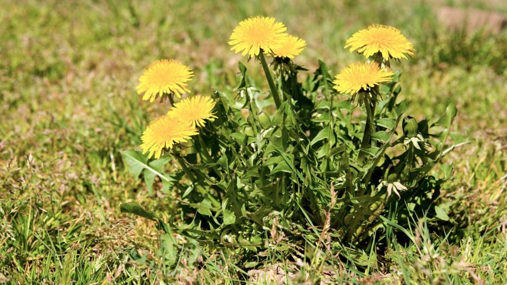 Essbare Wildpflanzen: Löwenzahn