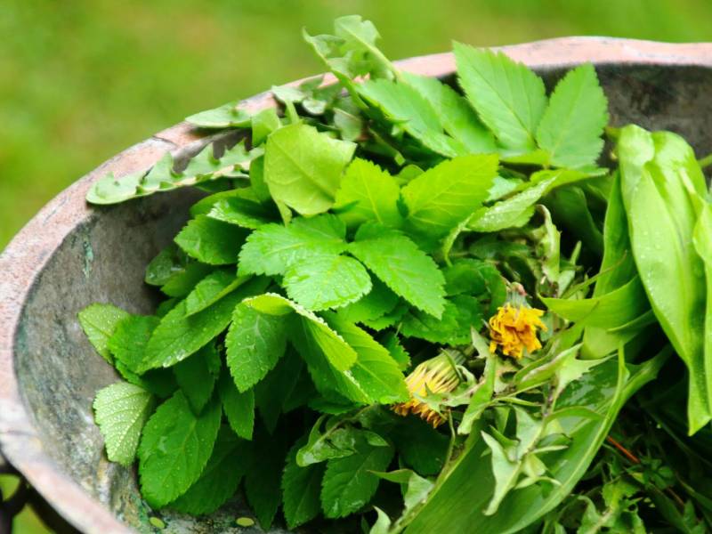 Essbare Wildpflanzen: Eine Schale voller Giersch, Löwenzahn und Co.