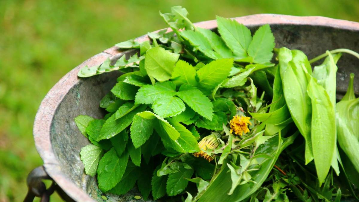 Essbare Wildpflanzen: Eine Schale voller Giersch, Löwenzahn und Co.