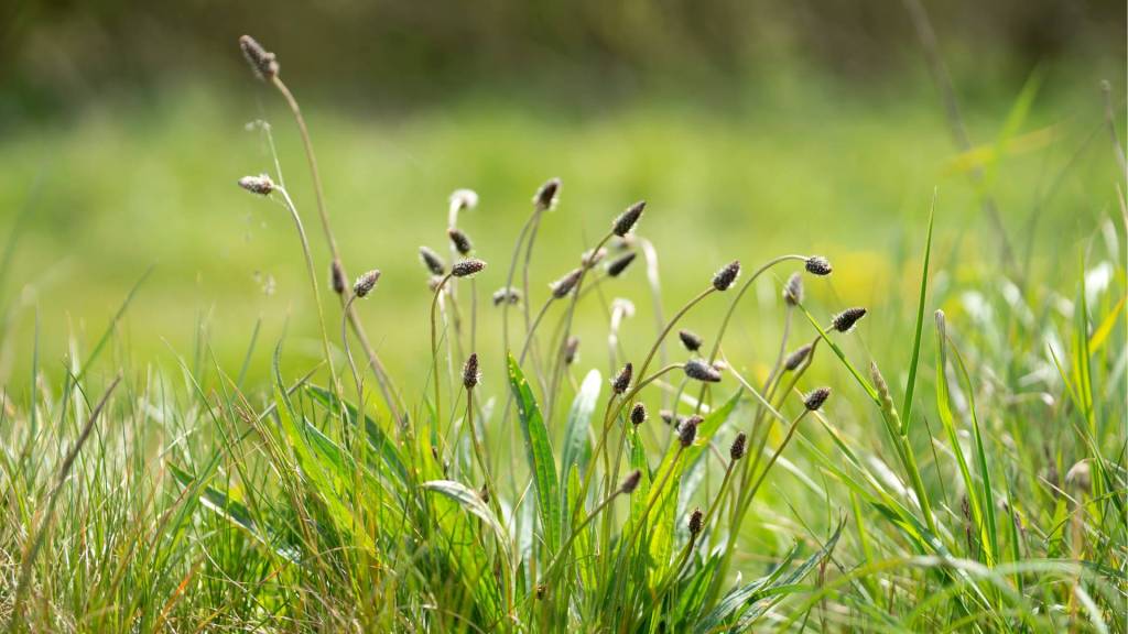 Essbare Wildpflanzen: Spitzwegerich