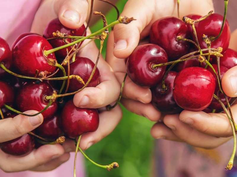 Bekommt man von Kirschen Bauschmerzen: Zwei Kinder halten Kirschen in ihren beiden Händen.