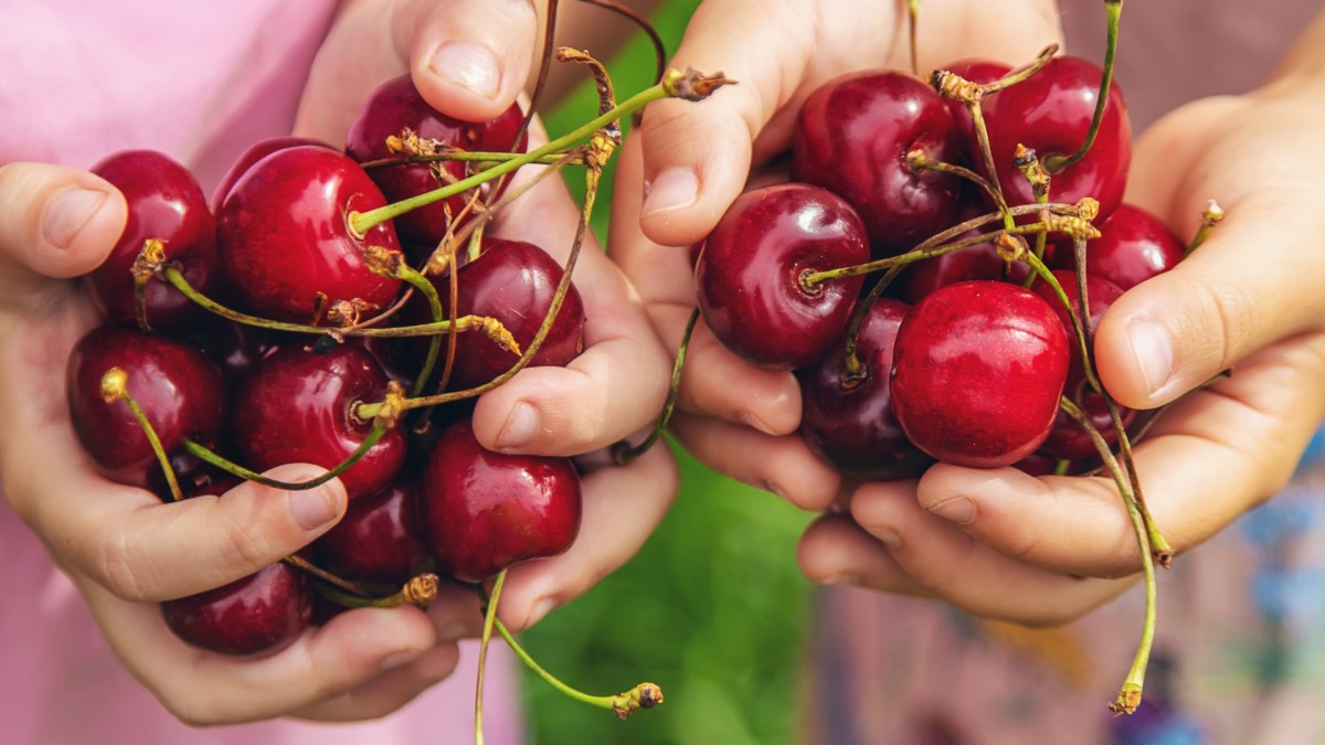 Bekommt man von Kirschen Bauschmerzen: Zwei Kinder halten Kirschen in ihren beiden Händen.