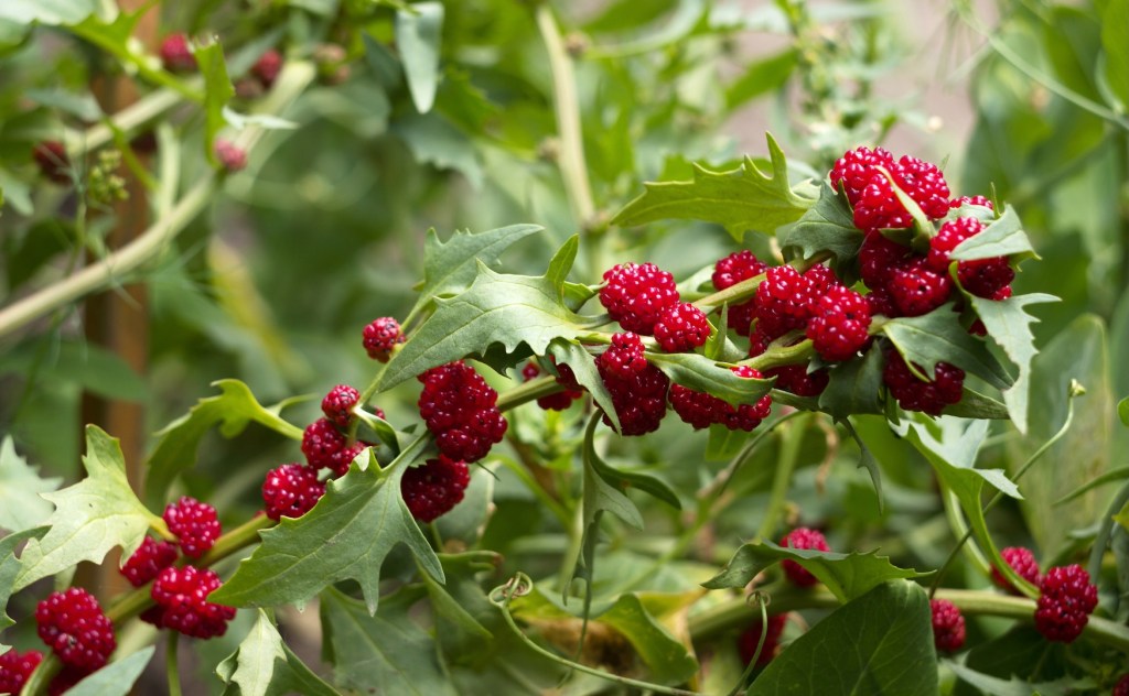 Vergessene Gemüsesorten: Erdbeerspinat