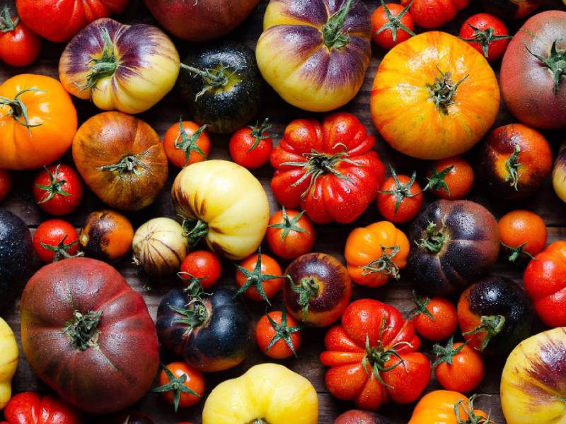 Verschiedene aromatische Tomaten