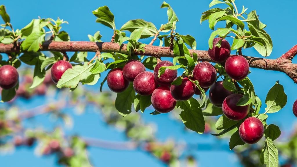 Vergessene deutsche Obstsorten: Kirschpflaumen
