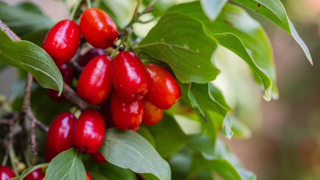 Kornelkirschen-Marmelade: Früchte der Kornelkirsche. 