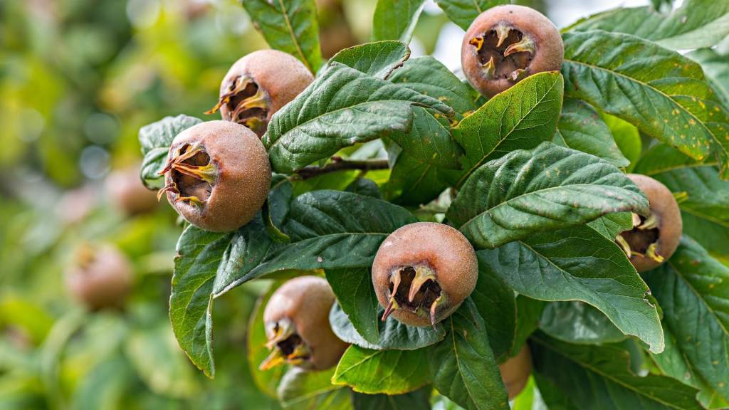 Vergessene deutsche Obstsorten: 