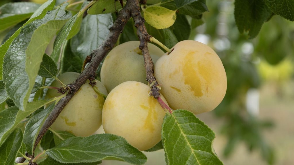 Vergessene Deutsche Obstsorten: Renekloden