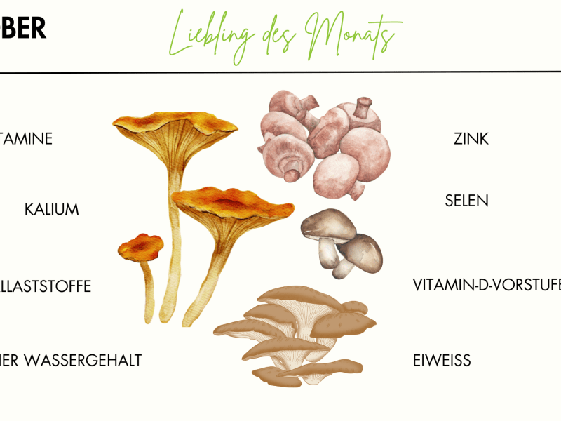 Warenkunde Pilze, Bild mit vier verschiedenen Pilzsorten