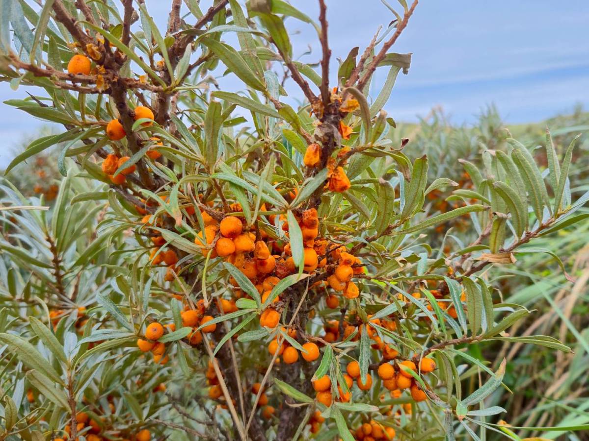 Sanddorn: Diese Vitaminbombe wächst vor deiner Haustür