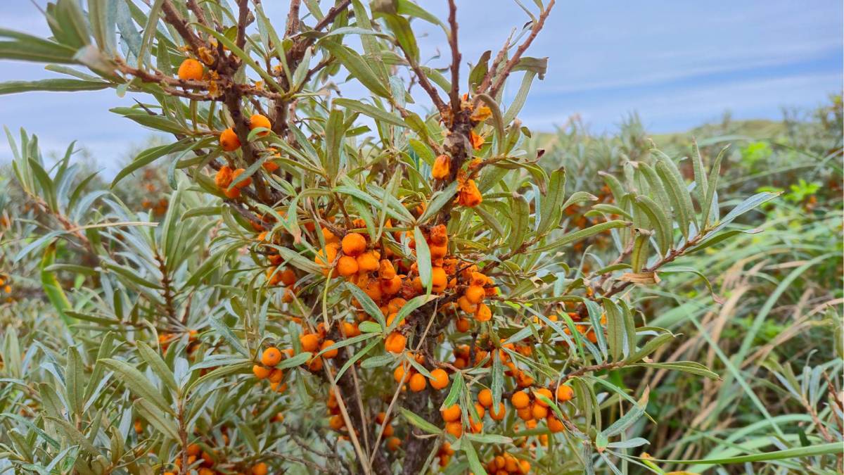 Sanddornstrauch an der Ostsee